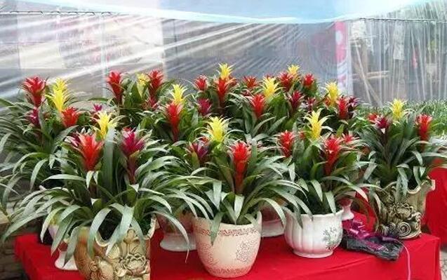 80后小伙回鄉種鳳梨，輕輕松松年入百萬